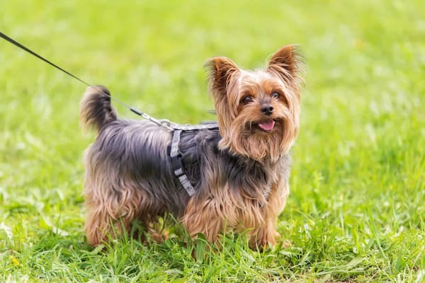 One-of-a-Kind Male Yorkie Names for Your Special Pup