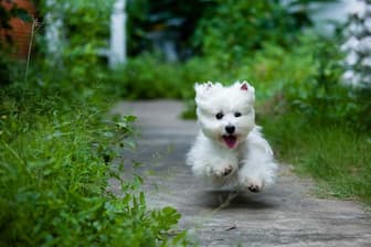 Royal Canin West Highland White Terrier Names