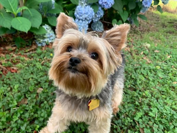 Unique Male Yorkie Names to Make Your Pet Stand Out