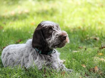 Unisex Names for Wirehaired Pointing Griffon Dogs