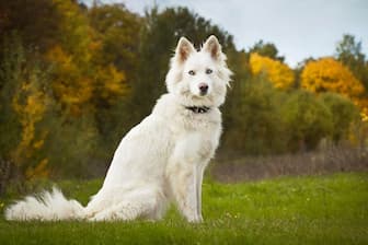 Unisex Names for Yakutian Laikas Dogs