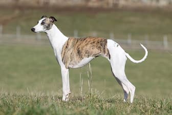Whippet Dog Names for Male and Female Puppies
