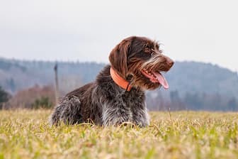 Wirehaired Pointing Griffon Dog Names for Male and Female Puppies
