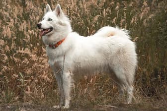 Yakutian Laikas Dog Names for Male and Female Puppies