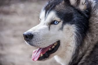 Blue Eyed Names for Husky Dogs
