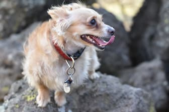 Boy Chihuahua Names for Your Little Pooch