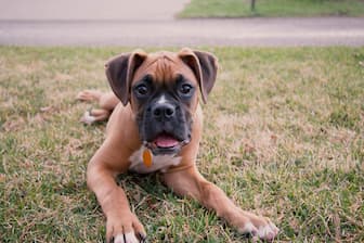 Male Boxer Dog Names for Boy Puppies