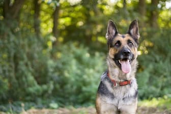 Male German Shepherd Names for Masculine Dogs