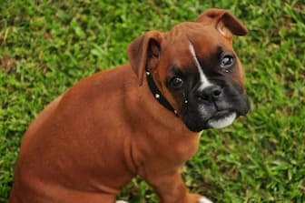 Red Male Boxer Names