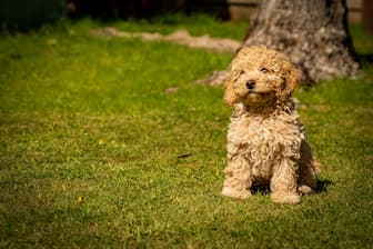 Cockapoo Dog Names for Male and Female Puppies