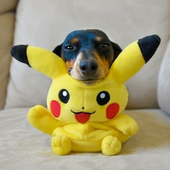 Pokemon Dog Names for Girl and Boy Dogs