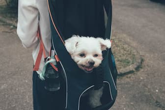 Teacup Maltese Boy Names