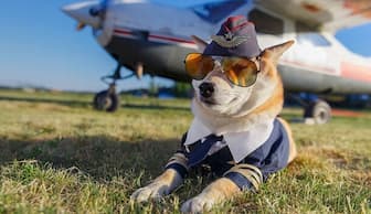 Aviation Inspired Dog Names for Male and Female Puppies