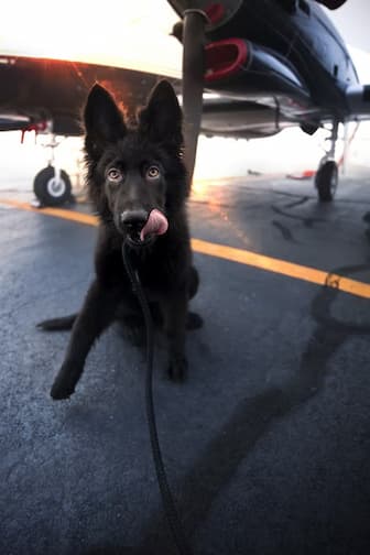 Aviation Names for Female Dogs