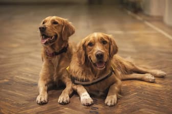 Duo Dog Names for Male and Female Puppies