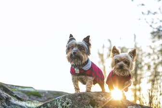 List of Top 150 Duo Dog Names for Male and Female Pet ...