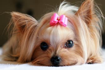 Cute Girl Dog Names FAQ