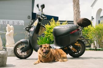 Motorcycle Names for Male Dogs
