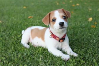 Tennessee Dog Names for Male and Female Puppies