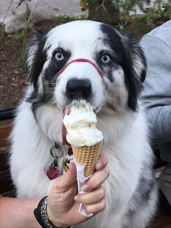 Unisex Ice Cream Names for Dogs