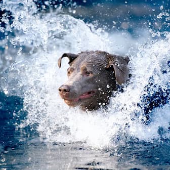 Water Related Names for Female Dogs
