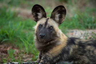 Wild Dog Names for Male and Female Puppies