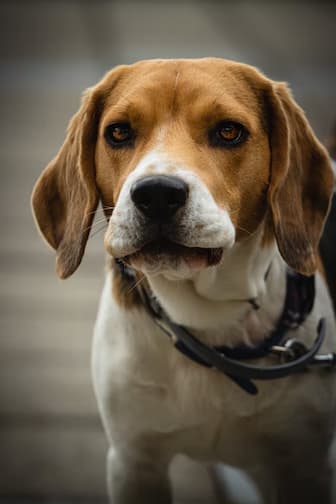 25 Top Beagle Names