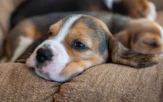 Beagle Dog Names FAQ