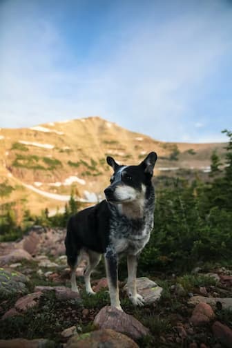 Dog Names After Mountains