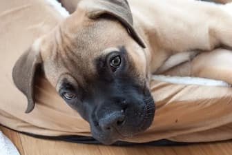 Famous Bullmastiff Names for Dogs