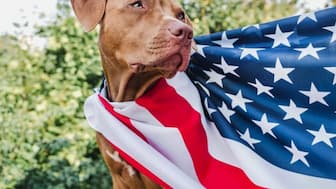 Independence Day Dog Names