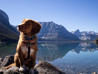 Mountain Names for Male and Female Dogs
