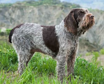 Unique Italian Dog Names FAQ