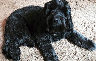 Black Goldendoodle Names for Boy and Girl Dogs