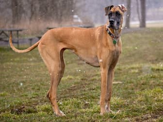 Names for Fawn Colored Male Dogs