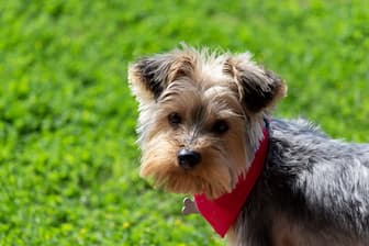 Pretty Dog Names for Yorkies