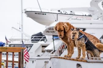 Boat Dog Names for Male and Female Puppies