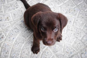 Brown Boy Dog Names for Your Pup
