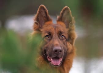 Brown German Shepherd Names for Dogs