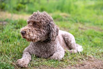 Curly Haired Dog Names for Male and Female Puppies