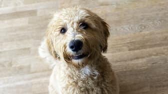 Labradoodle Dog Names for Male and Female Puppies