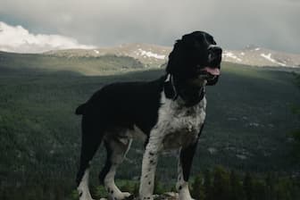 Meaningful Colorado Dog Names for Male and Female Puppies