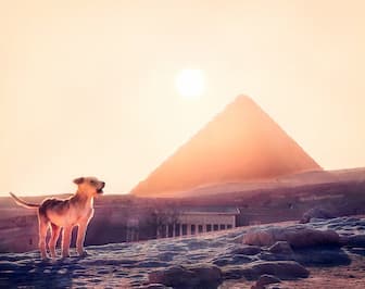 Meaningful Dog Names With Ancient Egyptian Origin