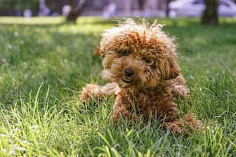 Names for Brown Curly Dogs