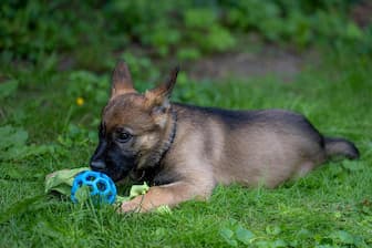 Sable German Shepherd Names for Dogs