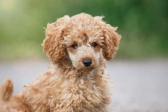 Small Curly Haired Dog Names