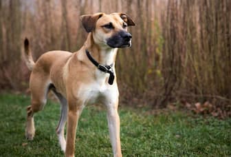 Black Mouth Cur Dog Names for Male and Female Puppies