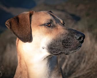Black Mouth Cur Male Puppy Names