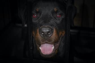 Dog Names for Female Rottweiler Puppies
