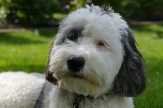 Sheepadoodle Names for Male and Female Puppies